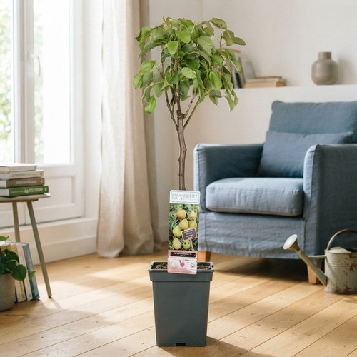 Patio fruit tree - tree, collection