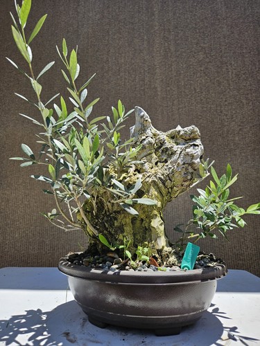 Old european olive - olive, bonsai