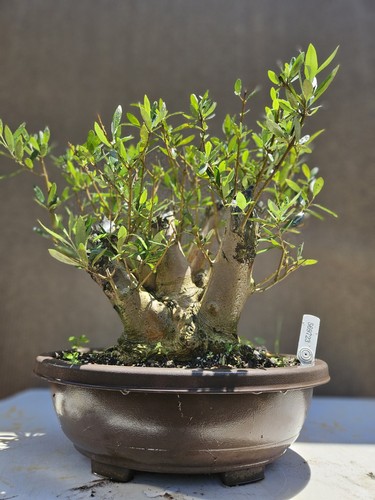 Old fruiting olive - fruiting, tree