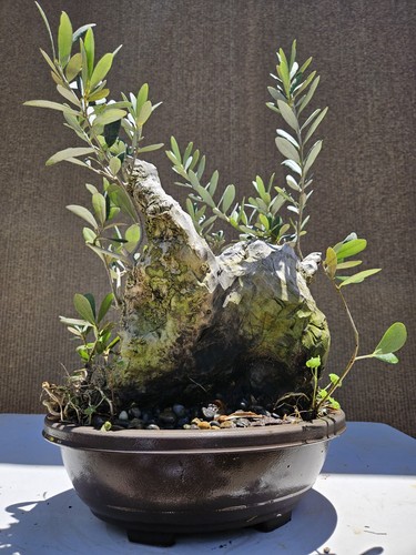Old european olive bonsai - old,