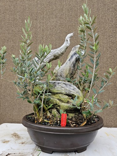 Old european olive - old, bonsai