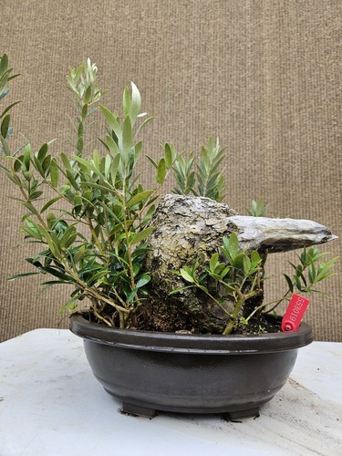 Old european olive bonsai - european,