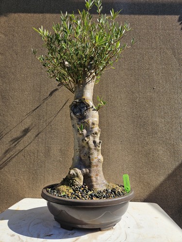 Old fruiting olive bonsai - olive,