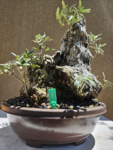 Old european olive bonsai - old,