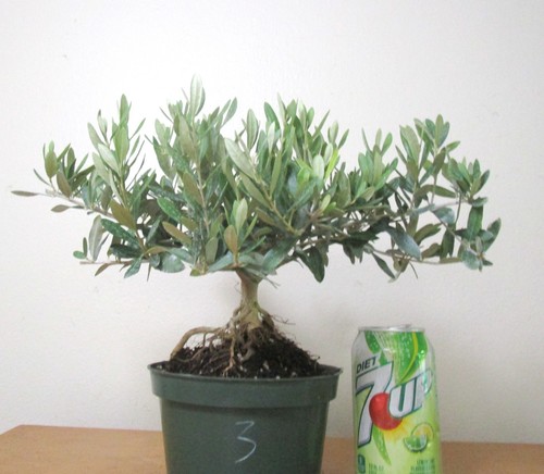 Dwarf european olive for - olive,