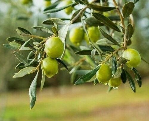 Cold climate olive - olive, tree