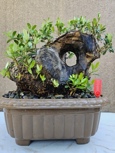 Old european olive - olive, bonsai