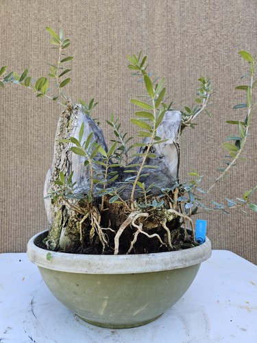 Old european olive - olive, bonsai