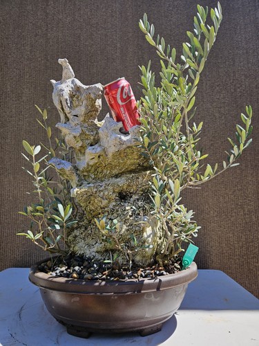 Old european olive - old,