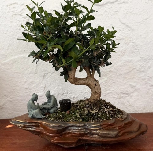 Mediterranean olive bonsai - mediterranean,