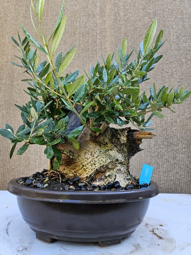 Old european olive bonsai - old,