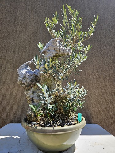 Old european olive bonsai - old,