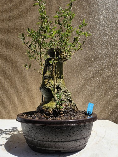 Old mallorcan olive bonsai - mallorcan,