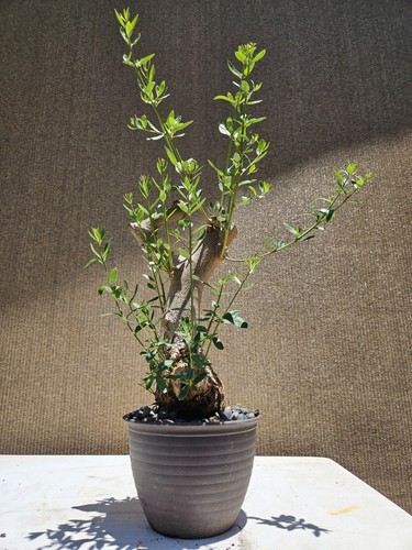 Old european olive - old, bonsai