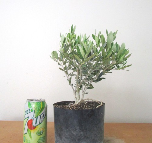 Dwarf european olive - european, mame