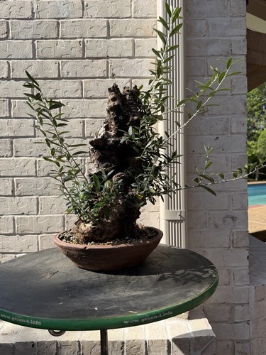 Bonsai tree olive - bonsai,