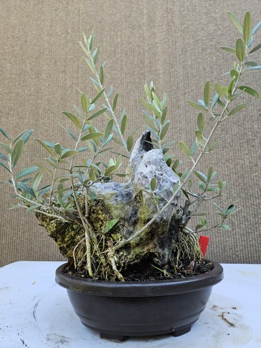 Old european olive bonsai - european,