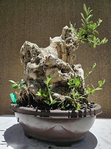 Old european olive bonsai - olive,