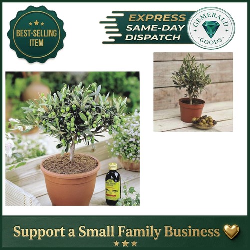Olivia europeana olive - olivia,