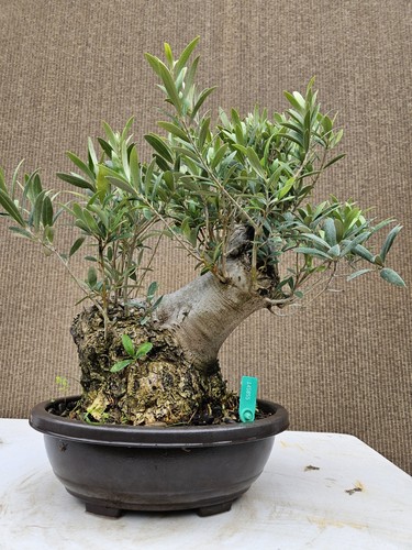 Old fruiting olive bonsai - old,