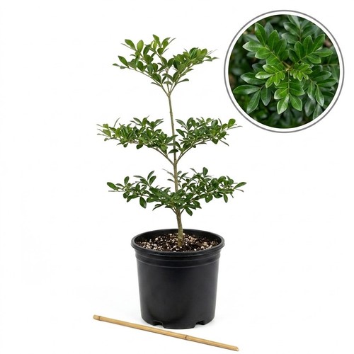 Live black olive tree - tree, plant