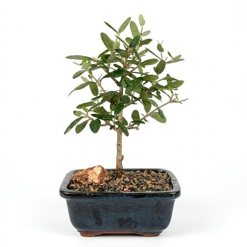 Bonsai tree live plant - bonsai,
