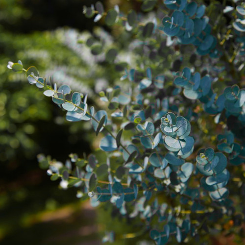 Eucalyptus pulverulenta baby - eucalyptus,