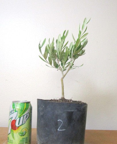 Dwarf european olive for - european,