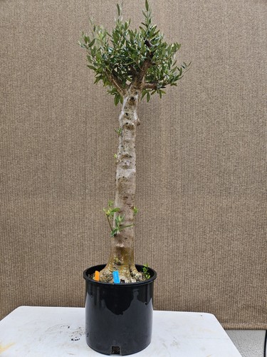 Old european olive - old,