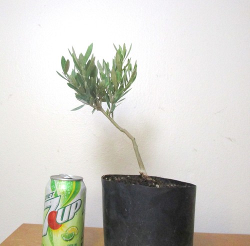 Dwarf european olive for - dwarf,