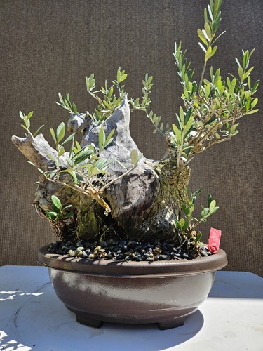 Old european olive bonsai - european,