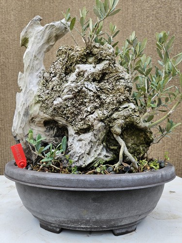 Old european olive bonsai - old,