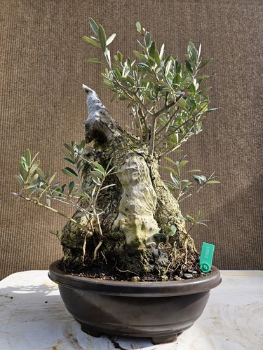 Old european olive bonsai - european,
