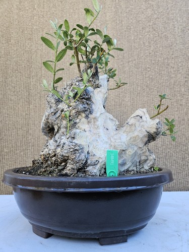 Old european olive bonsai - old,