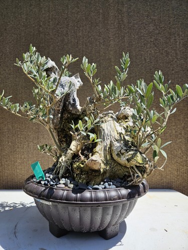 Old european olive - european, bonsai